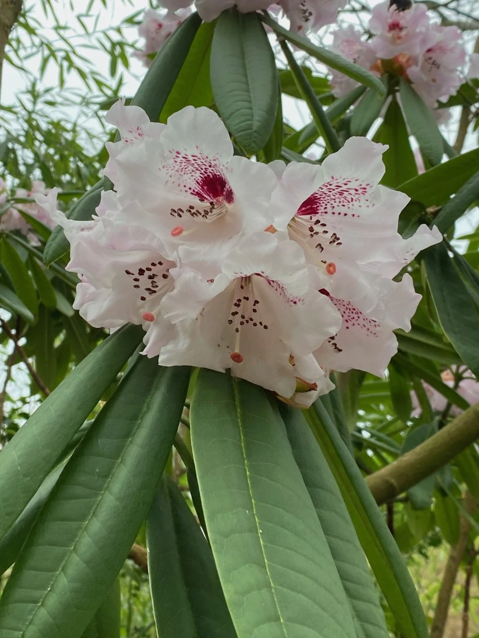 R. calophytum AGM